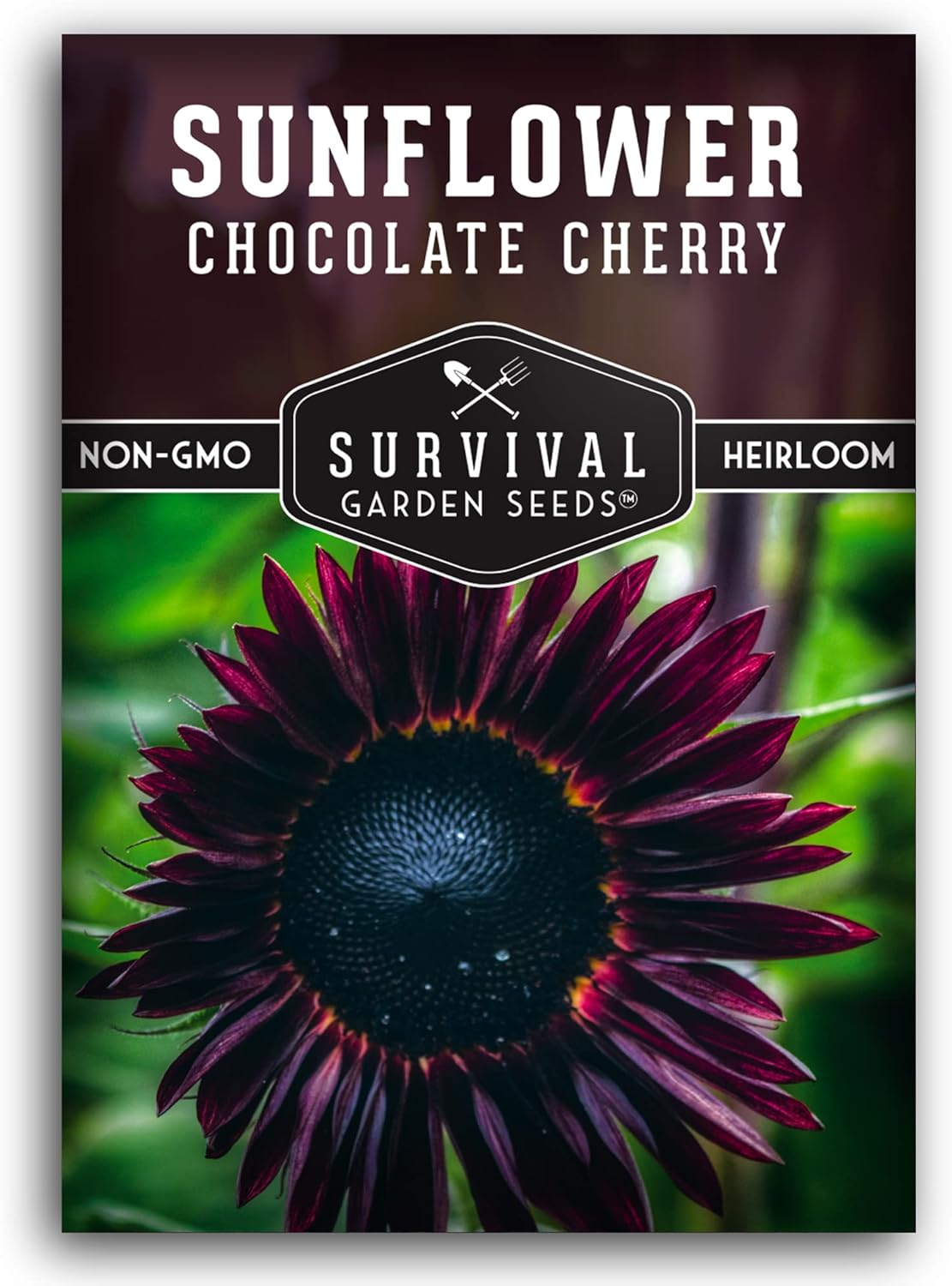 Chocolate Cherry Sunflower Seeds for Planting | Rare Burgundy Black Blooms, 6-7ft Giant Non-GMO Heirloom Flower – Survival Garden Seeds (1 Pack)