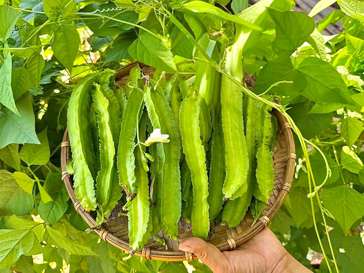 100+ Premium Winged Bean Seeds- Hạt Đậu Rồng – Dragon Bean, Four-angled, Goa, Manila, Princess, Cigarillas – Non GMO, Heirloom – High Yield Vegetable Seeds for Yard & Garden