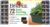 Burpee Greenhouse Indoor Starting Herbs, Flowers and Vegetables | Includes Dome, Watering, Seed Starter Tray, Coir Pellets | 10″ W x 20″ L x 5″ H, One Size, 1 Kit (72 Cells)