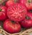 Marde Ross & Company Pink Ponderosa Heirloom Tomato Seeds – Large Tomato – One of the Most Delicious Tomatoes for Home Growing, Non GMO – Neonicotinoid-Free