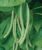 Burpee ‘Kentucky Wonder’ Pole Bean Seeds, 2 ounces of Non-GMO Seed, Heirloom