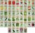 Black Duck Brand 50 Packs Assorted Heirloom Vegetable Seeds 20+ Varieties All Seeds are Heirloom, 100% Non-GMO