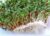 Alfalfa Sprout Seed, Sprouts, Heirloom, 100 Seeds, Micro Greens