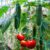 Trellis Netting for Climbing Plants – Heavy Duty Garden Trellis Netting for Cucumber, Vine, Fruits & Vegetables Tomato Plants Trellis Net, Climbing Vining Plants (1-Pack 32.8′ x 6.6’Ft)