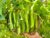 100+ Premium Winged Bean Seeds- Hạt Đậu Rồng – Dragon Bean, Four-angled, Goa, Manila, Princess, Cigarillas – Non GMO, Heirloom – High Yield Vegetable Seeds for Yard & Garden