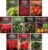 10 Pepper Seed Packs for Planting | Jalapeño, Serrano, Cayenne, Bell, Habanero, Cubanelle, & More – Hot & Sweet Heirloom Non-GMO Peppers Collection – Survival Garden Seeds