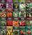 Vegetable Garden Starter Kit – 20 Variety Heirloom Non-GMO Seeds for Planting | Giftable Family Garden Kit for Beginner Victory Gardens – Start Growing Indoors or Outdoors – Survival Garden Seeds