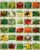 30 Packs of Deluxe Valley Greene Heirloom Vegetable Garden Seeds Non-GMO(Guaranteed 30 Different Varieties as Listed)