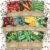 Organic Seeds Essential Variety Pack – 10 Individual Packs – 2026 Season – Summer Squash, Cherry Tomatoes, Arugula, Broccoli and More! for Indoor & Outdoor Planting (Non-GMO, Certified Organic)