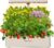 SUNCOZE Hydroponics Growing System Kit 12 Pods, 24W LED Grow Light Indoor Garden, 4L Water Tank with Quiet Pump, Adjustable Height Herb Garden Planter Indoor Kit, Gardening Gifts, Beige